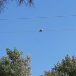Süleyman