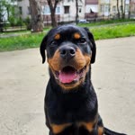 Kadir