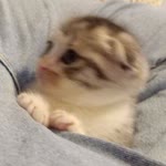 Esila