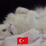 Reşit