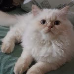 Fatih