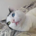 Eylem