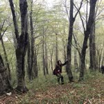 Şüheda