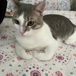Orhan