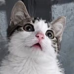 Kibar