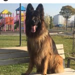 Onur