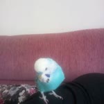 Ayşegül