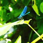 Gulsah
