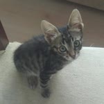 Kemal