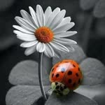 Diler