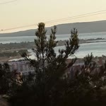 Neslin
