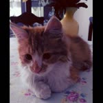 Selim