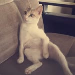 İrem