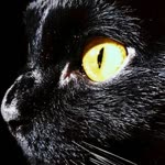 Behzat