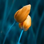 Umut