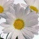 Özlem