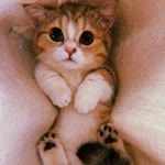 Derya