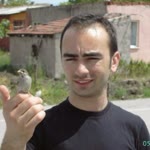 Davut