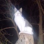 Onurcan