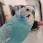 Mizgin