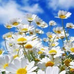 Arzu