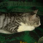 Necla