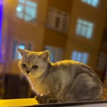 Betül