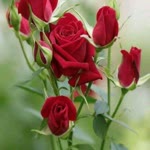 Hatice