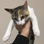Sefa