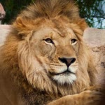 Kadir