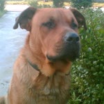 Murat