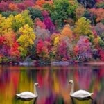 Adil