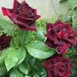 Meral