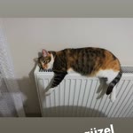 Kemal