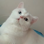 Gökçe
