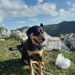 Berat