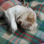 Özlem