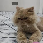 Ömer