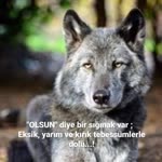 Turgut