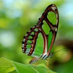 Ercan