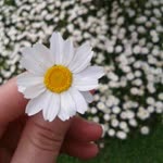 Nur