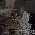 Fatma