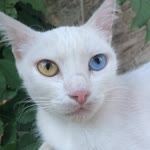 Samet
