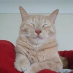 Alı