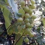 İsmail