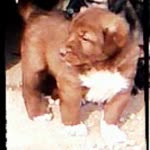 Mehmet