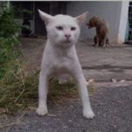 Barış