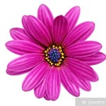 Filiz
