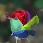 Sibel