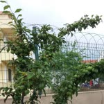 Yakup